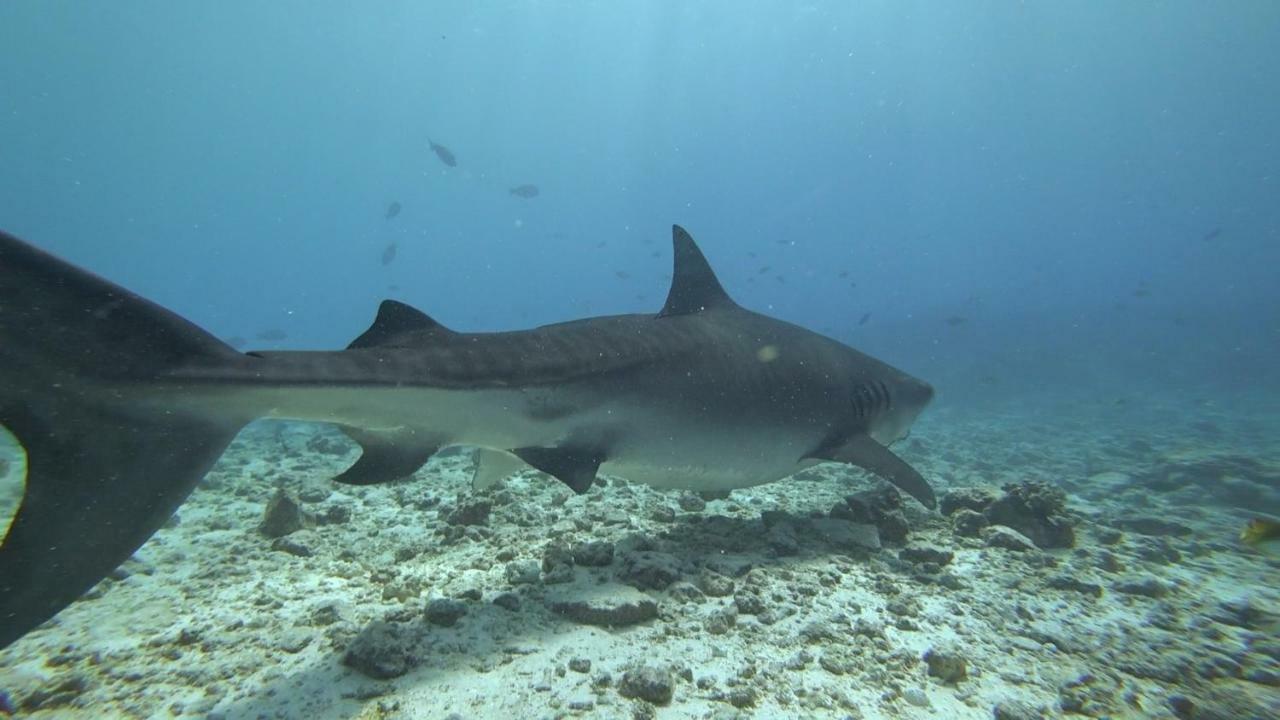 Equatorial Divers Lodge Feydhoo Eksteriør bilde