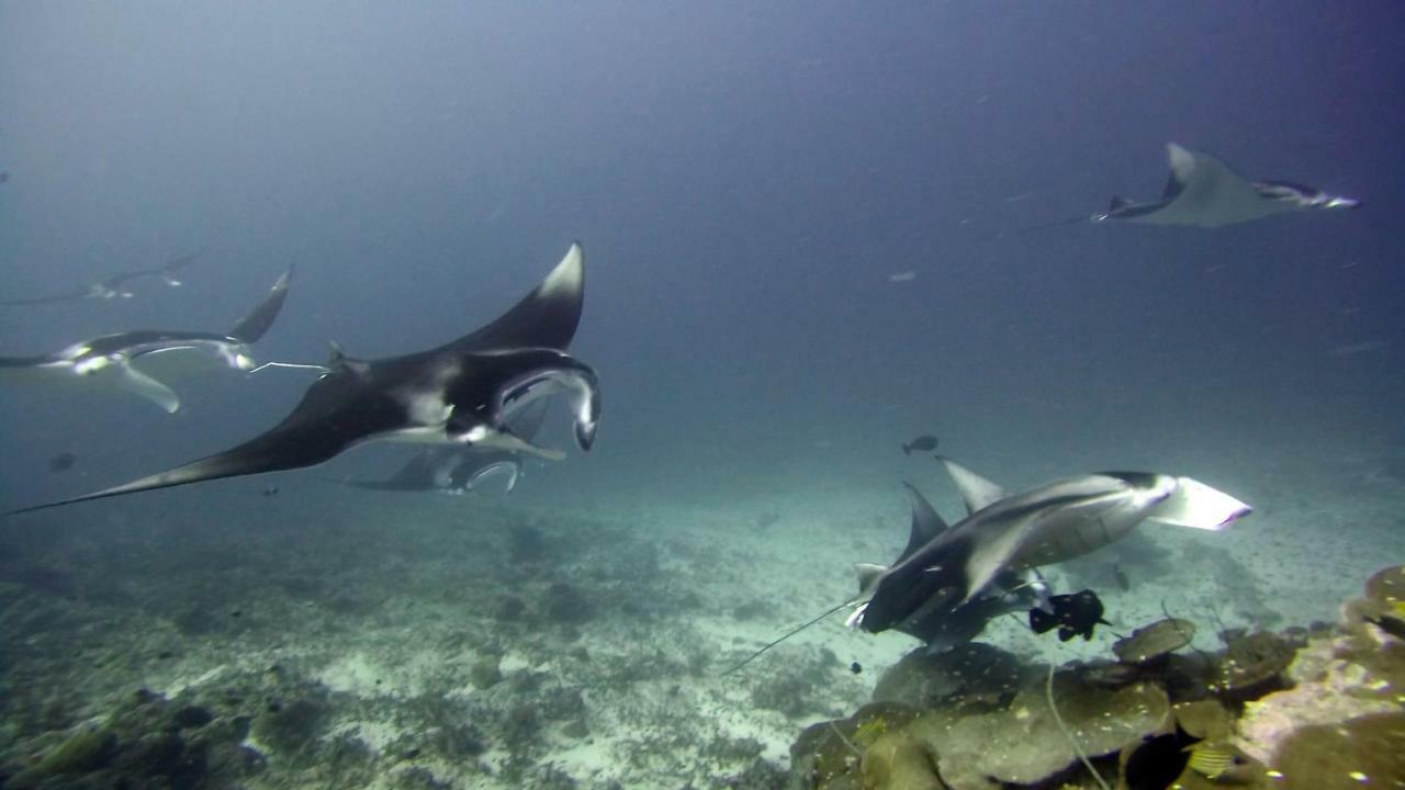 Equatorial Divers Lodge Feydhoo Eksteriør bilde