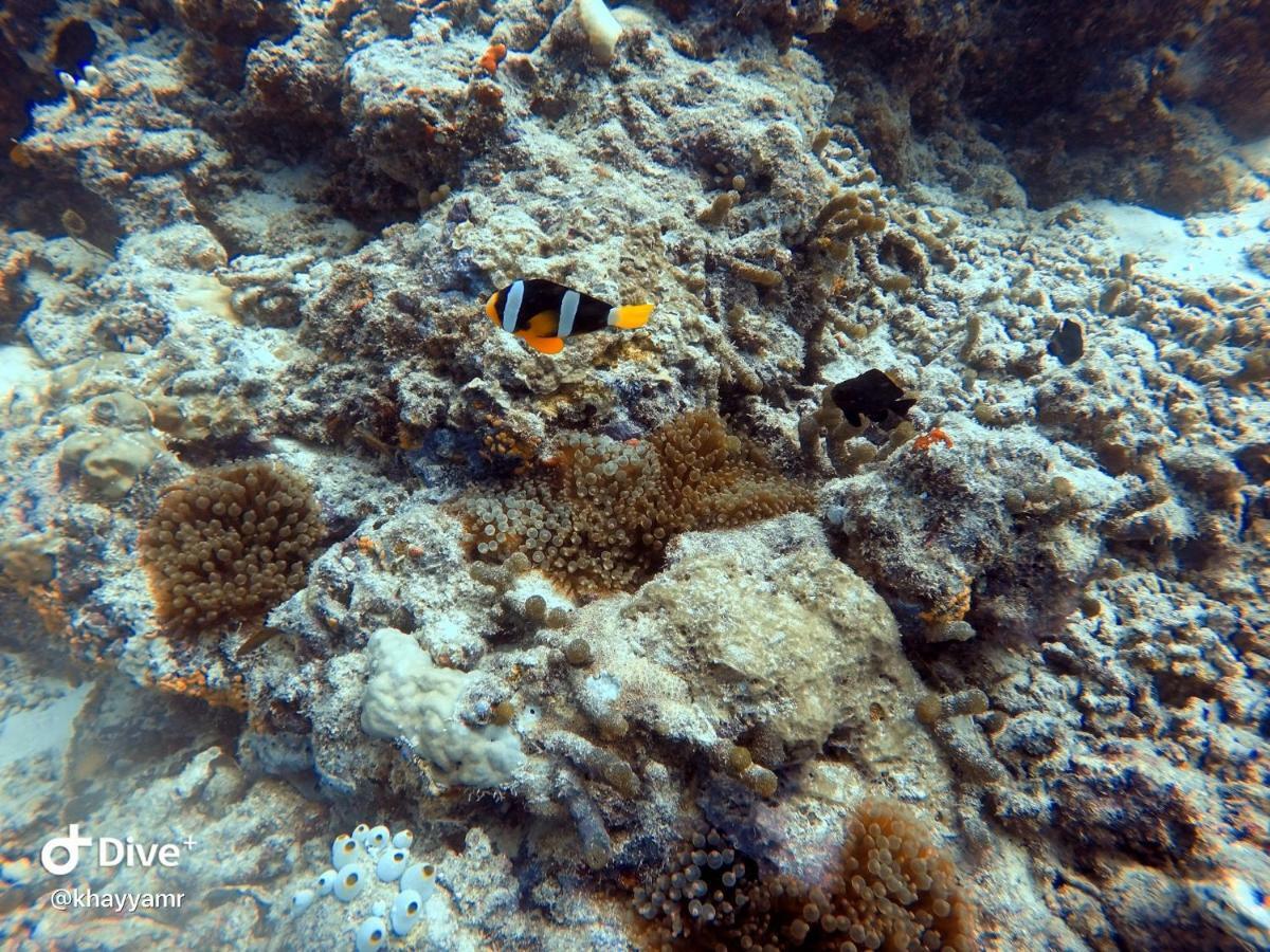 Equatorial Divers Lodge Feydhoo Eksteriør bilde